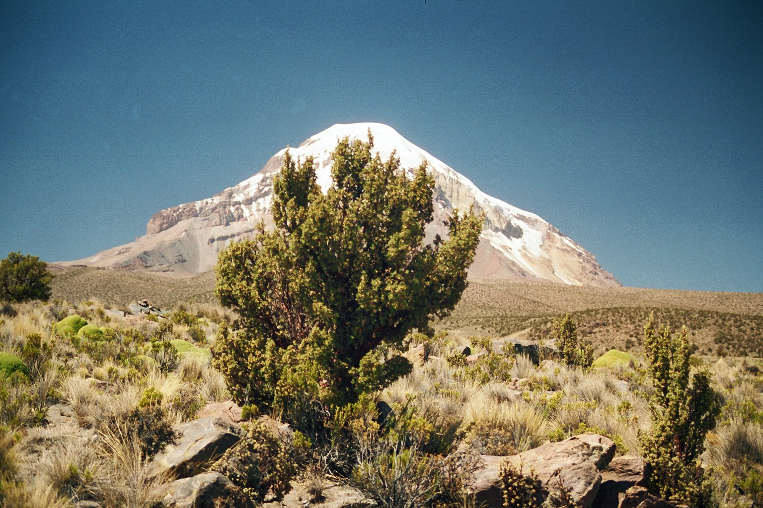 Polylepis tree with Sajama volcano in the background